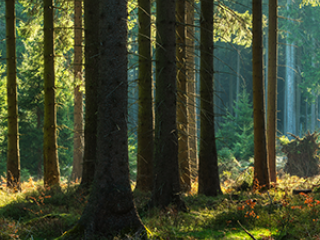 LDNF mars 2022 300x300pix[1]